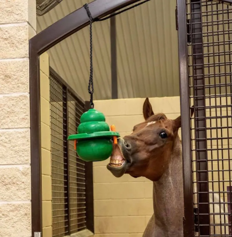 12" KONG Equine Hanging Set w/ Treat Ring, Green