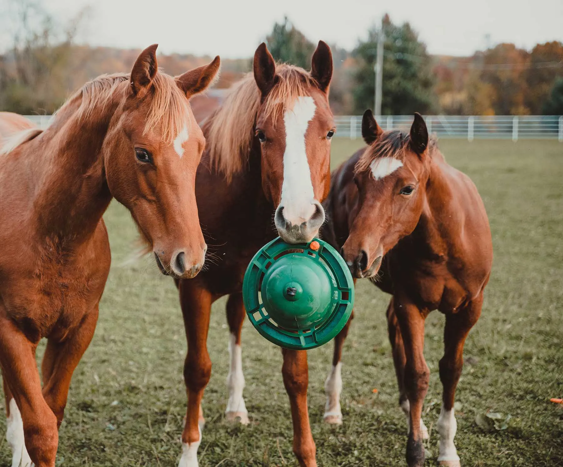 12" KONG Equine Hanging Set w/ Treat Ring, Green