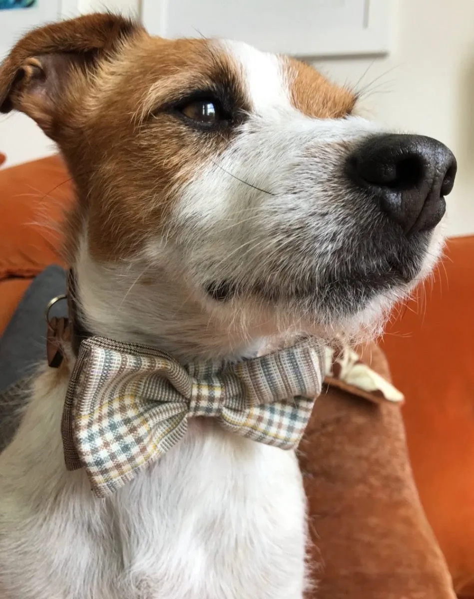 Astaire Bow Wow Wow Tie Designer Dog Collar