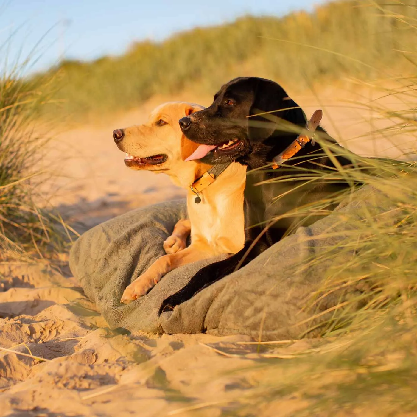 Bamboo Drying Cushion Cover in Fir by Lords & Labradors