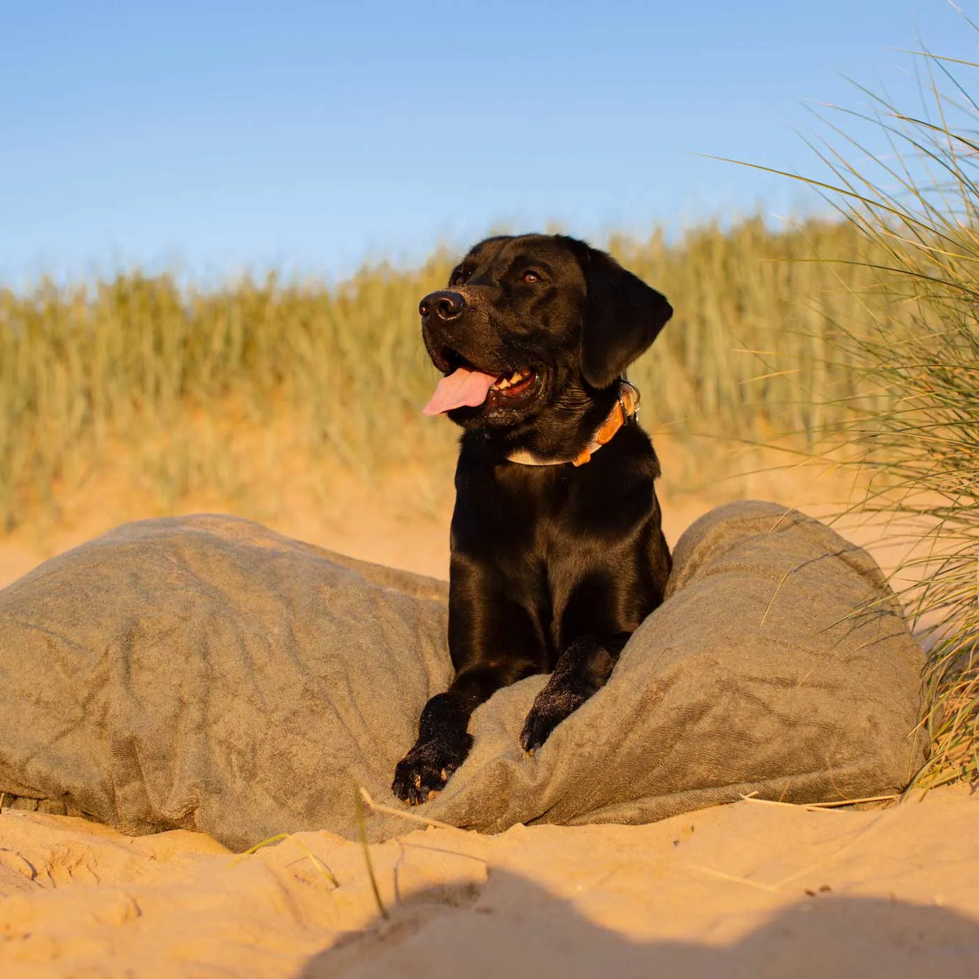 Bamboo Drying Cushion Cover in Fir by Lords & Labradors