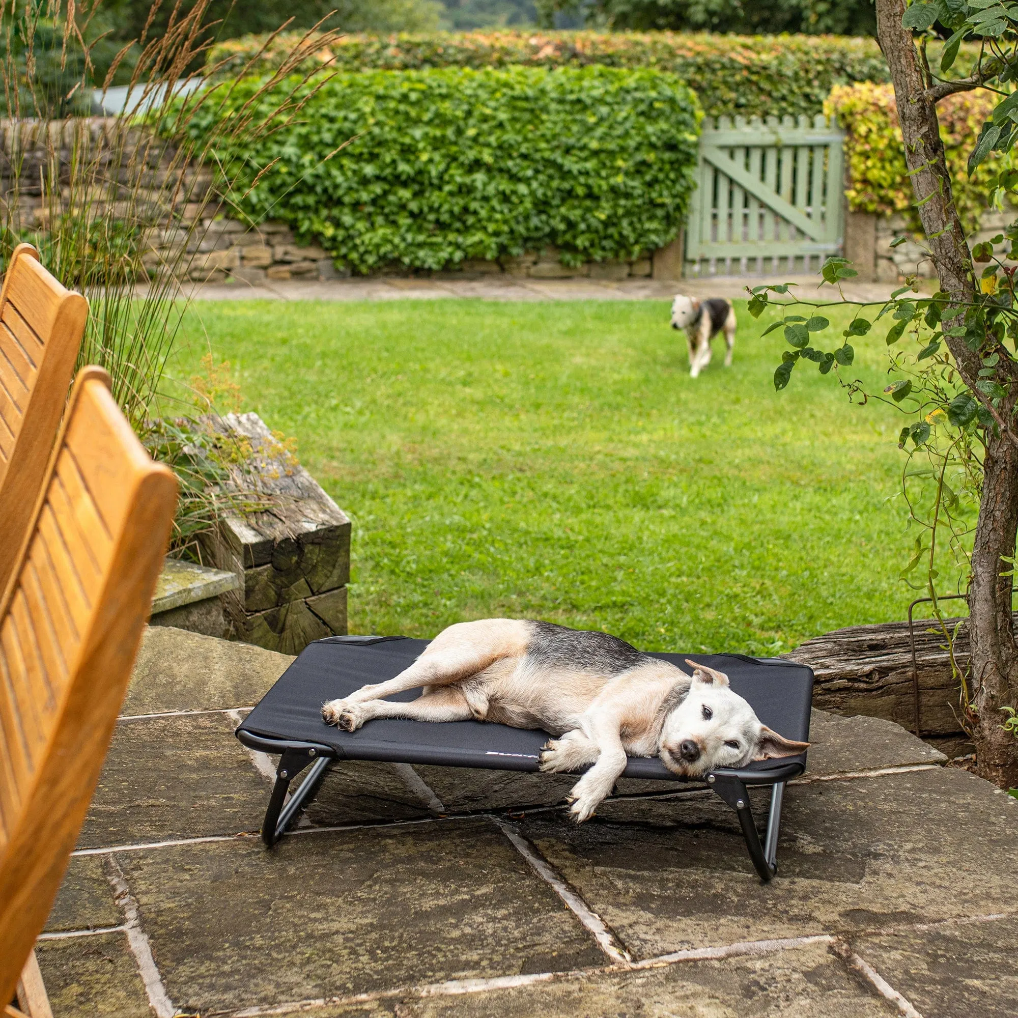 Bunty Foldable Raised Dog Bed