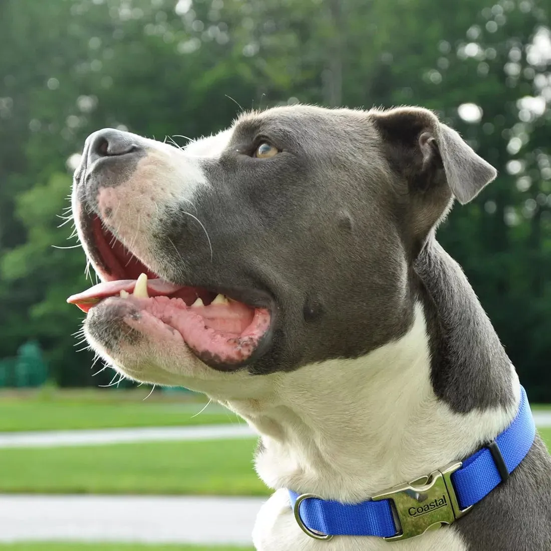 Coastal Adjustable Nylon Collar with Metal Buckle