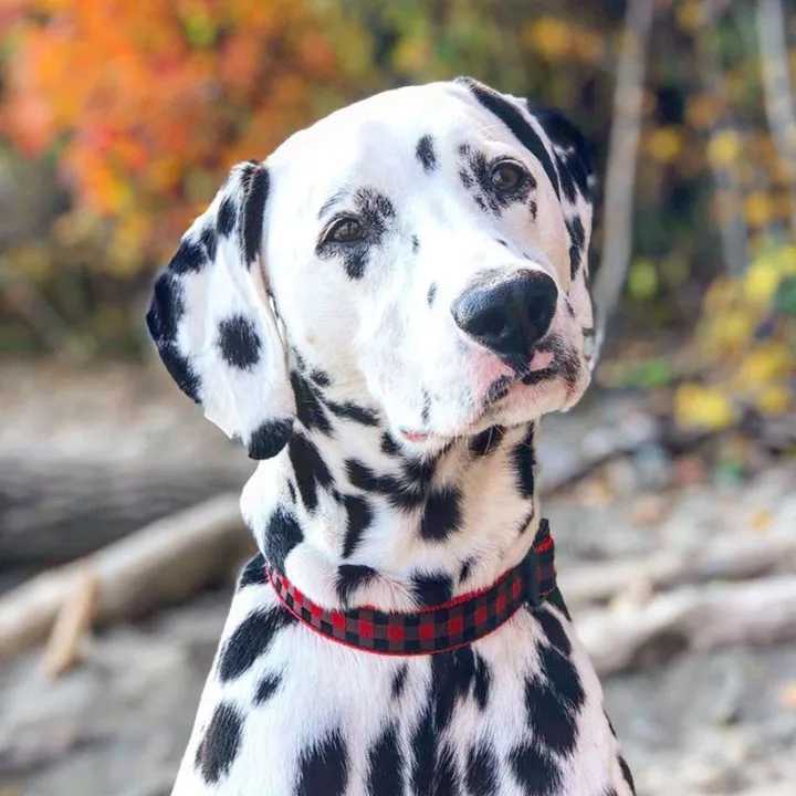 Collar | Buffalo Check