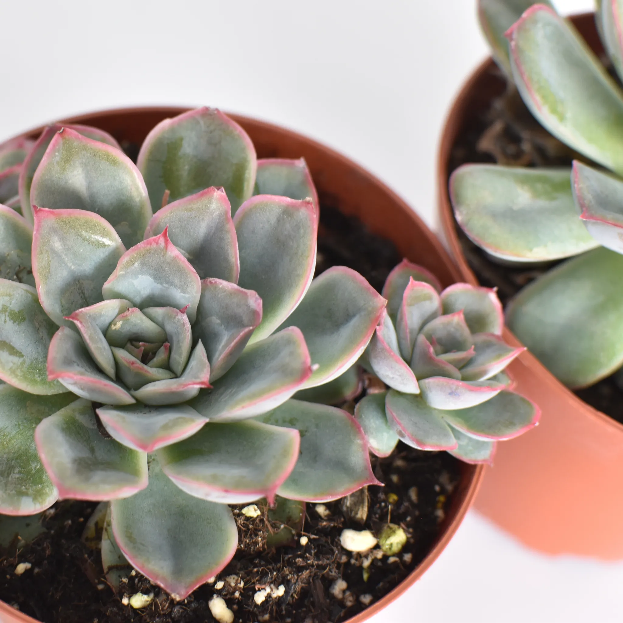 Echeveria 'Mystery' Succulent