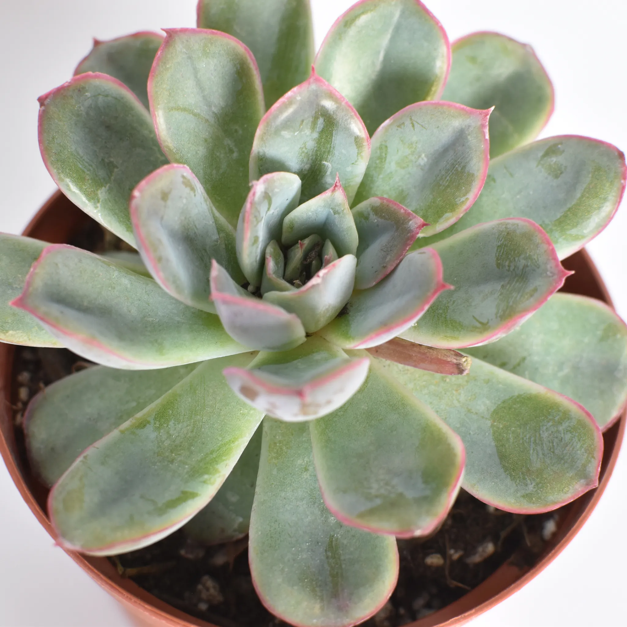 Echeveria 'Mystery' Succulent