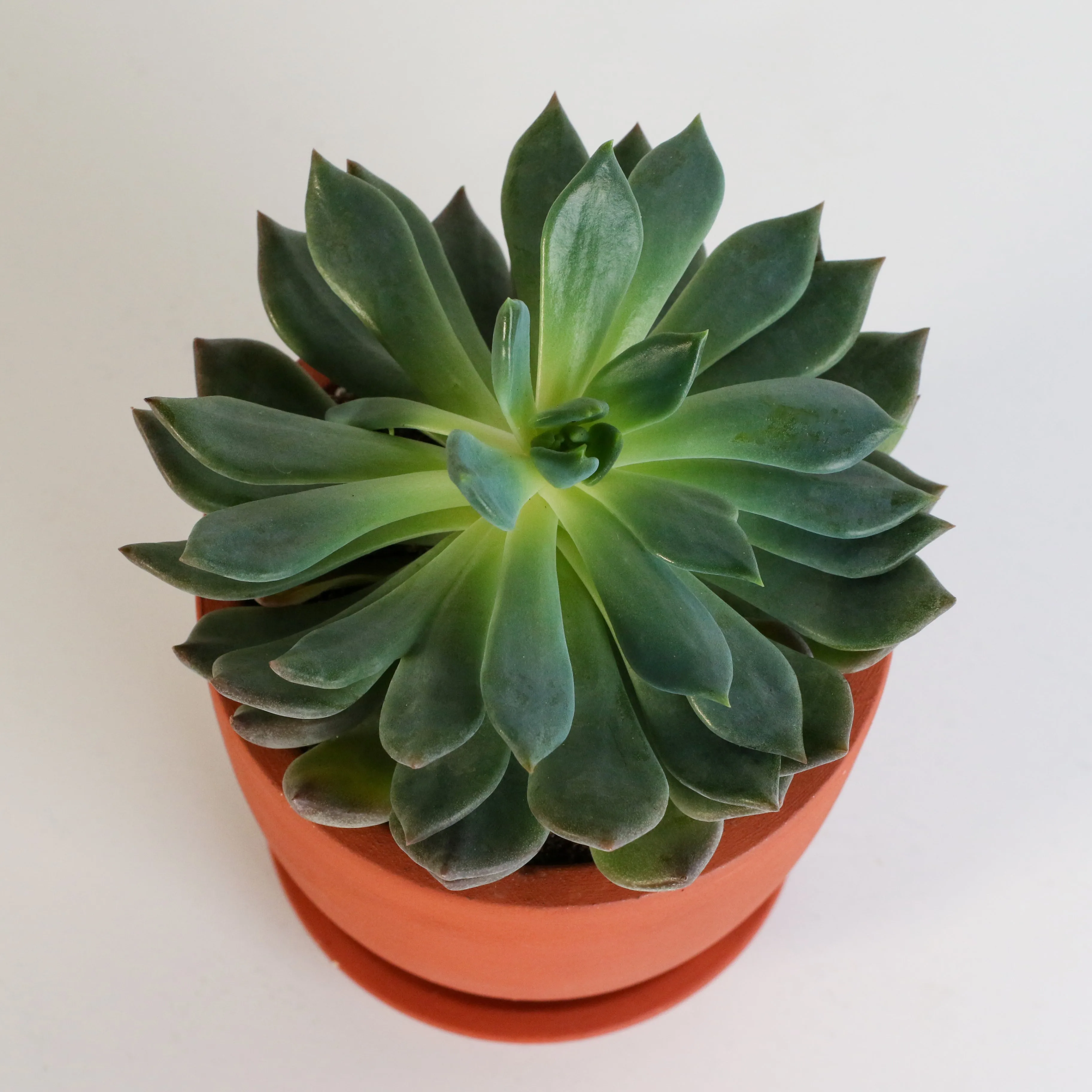 Echeveria 'Mystery' Succulent