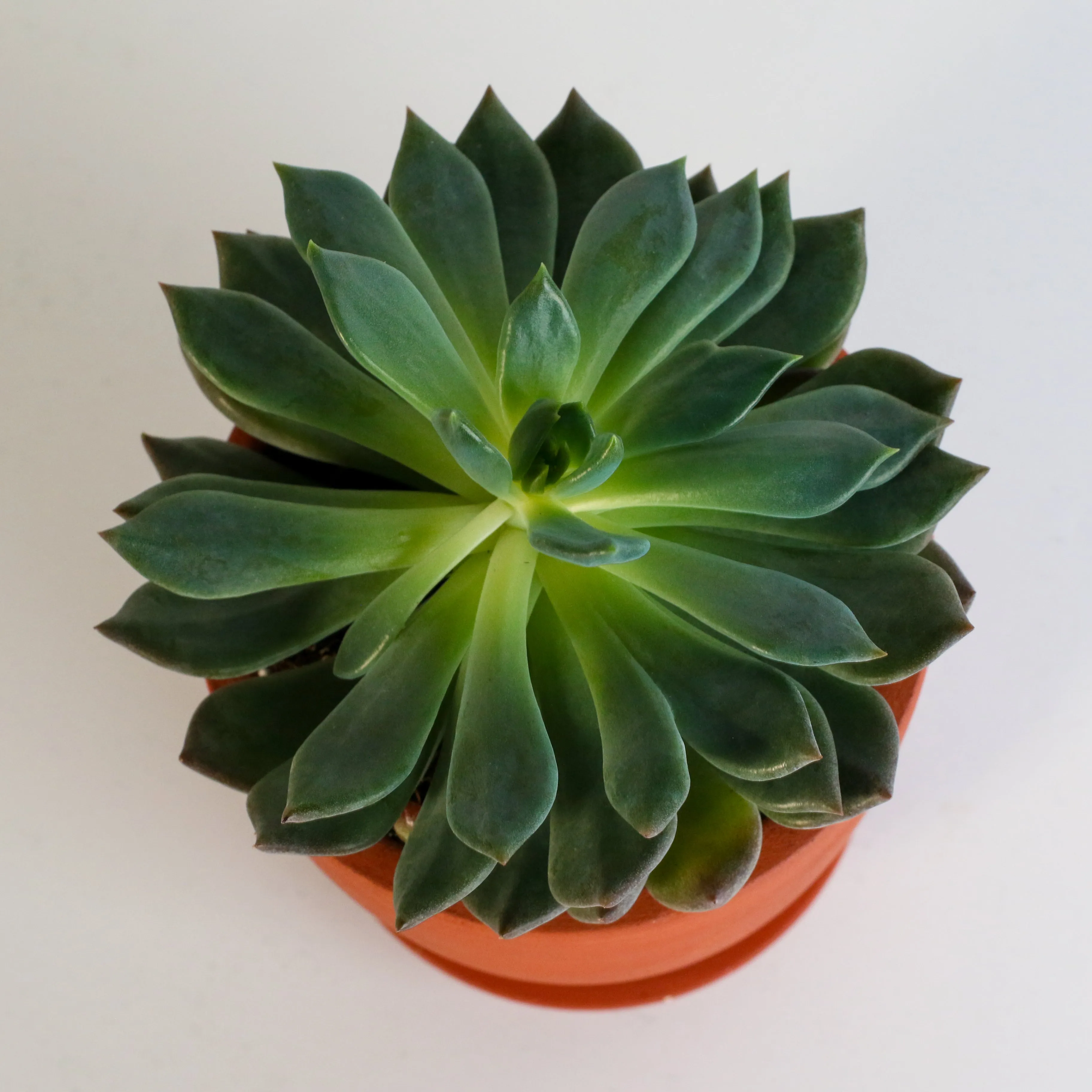 Echeveria 'Mystery' Succulent