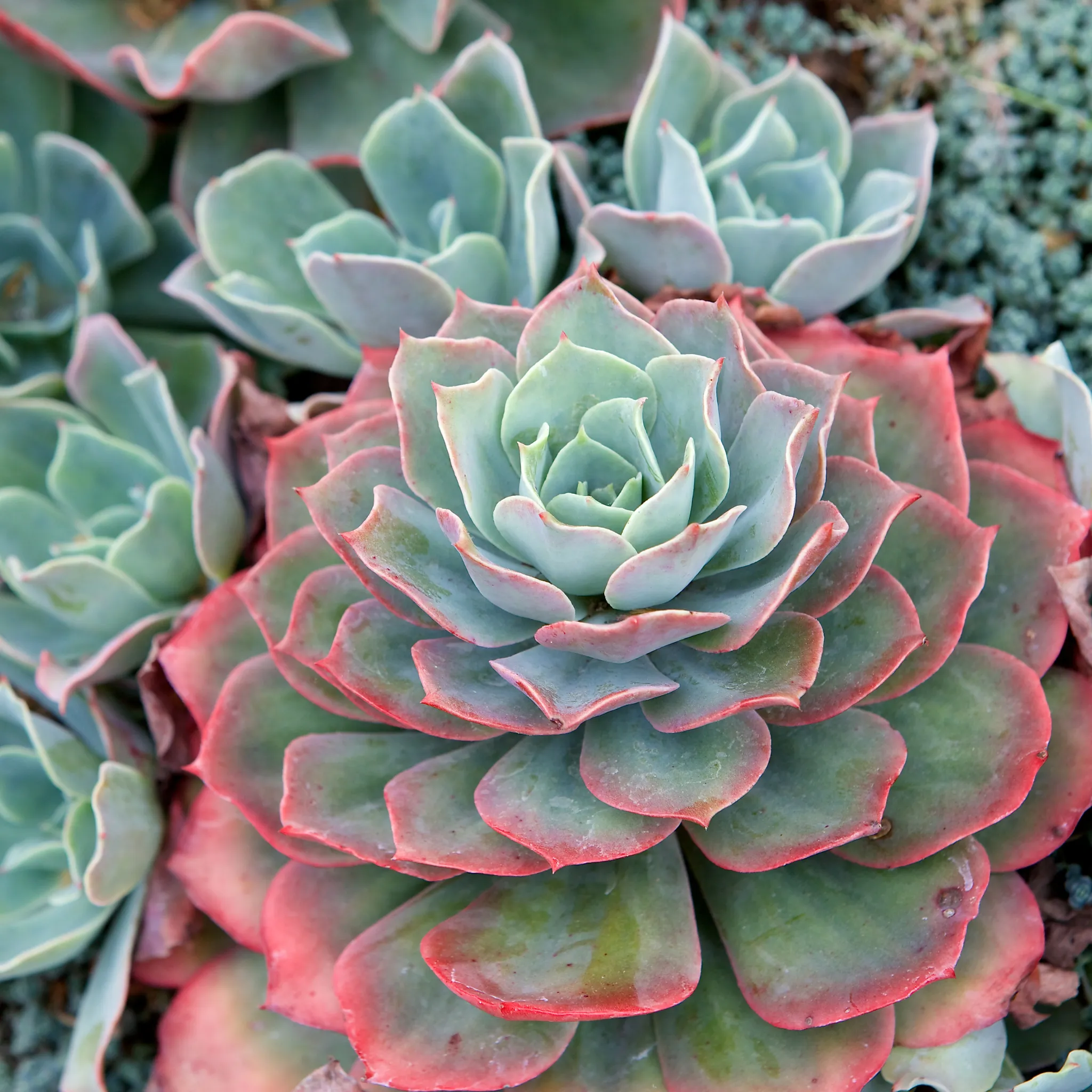 Echeveria 'Mystery' Succulent