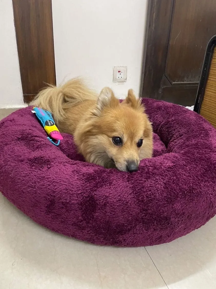 Goofy Tails Donut Sleeping Bed for Dogs | Luxurious Anti-Anxiety Snuggle Round Dog Bed (Plum)