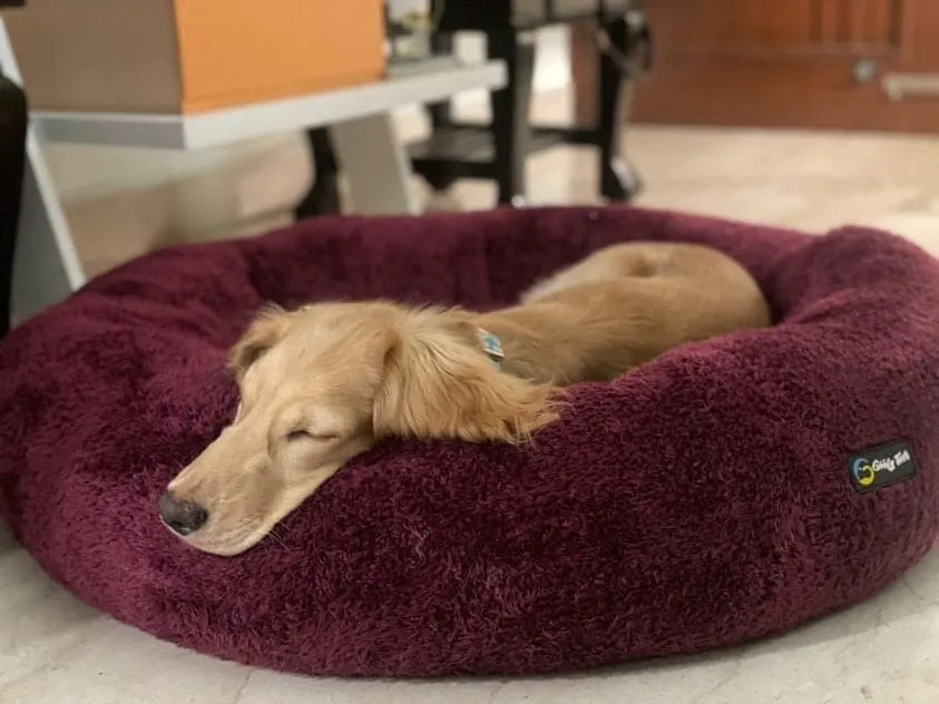 Goofy Tails Donut Sleeping Bed for Dogs | Luxurious Anti-Anxiety Snuggle Round Dog Bed (Plum)