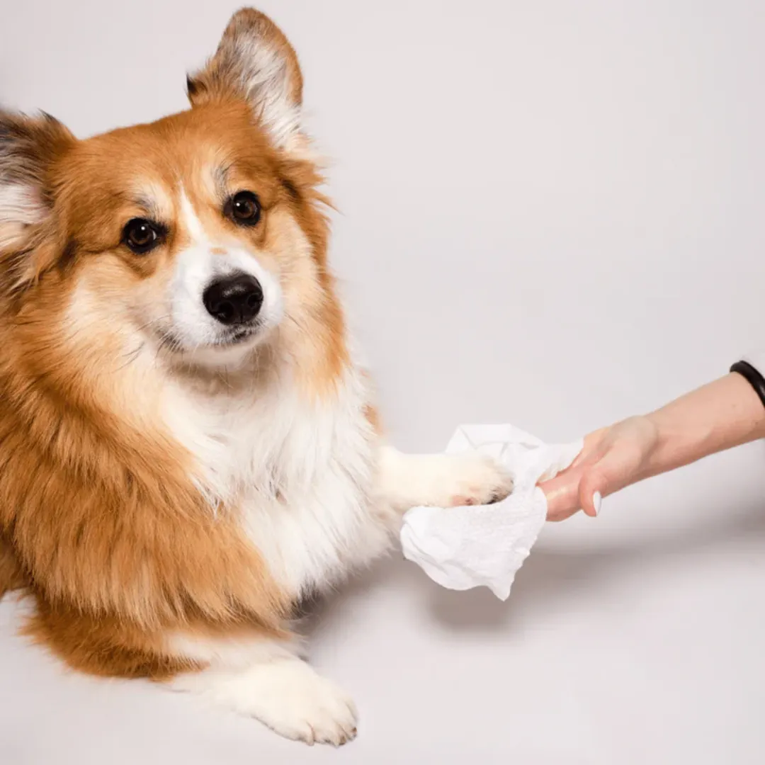 Natural Dog Company Grooming Wipes