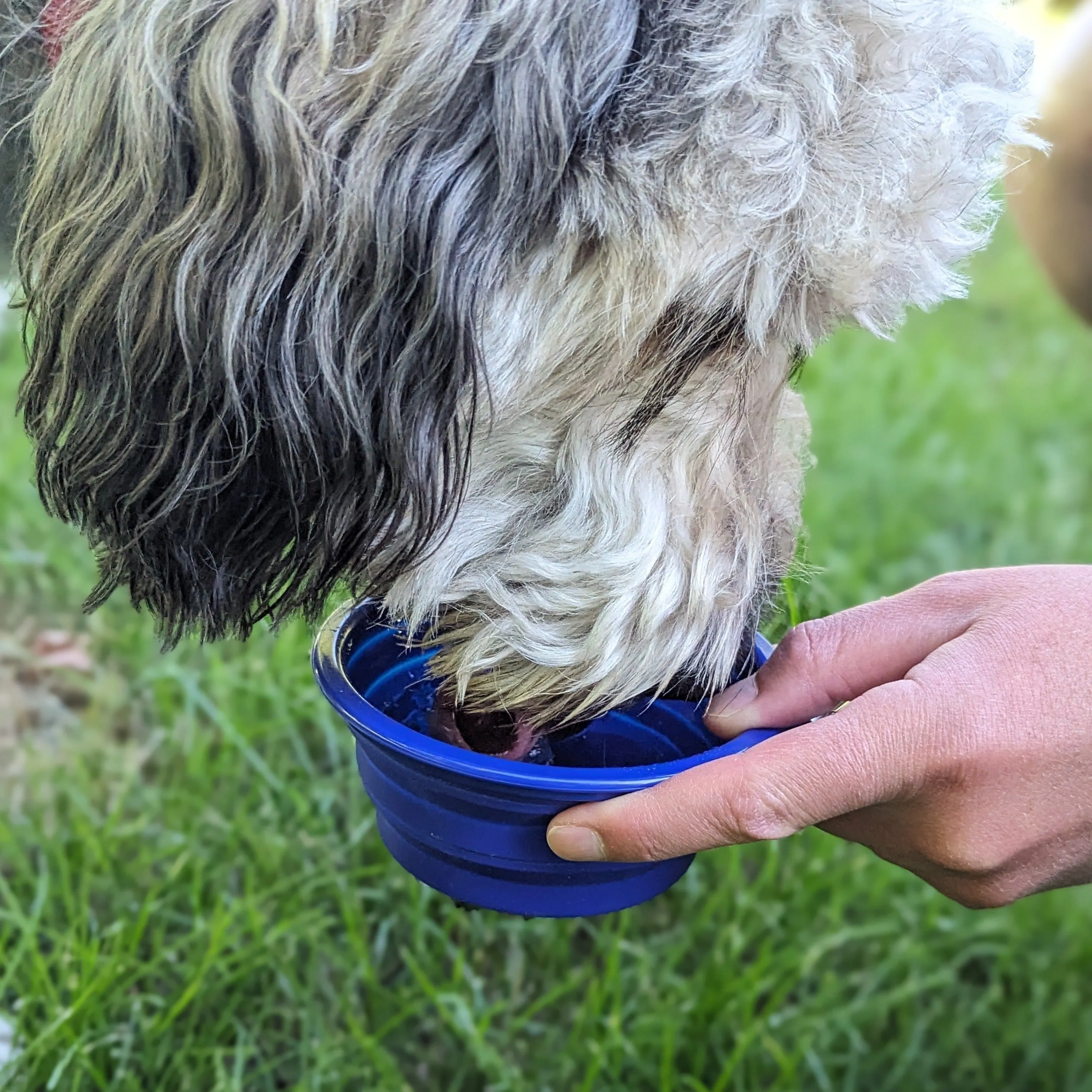 New Holland Collapsible Pet Bowl