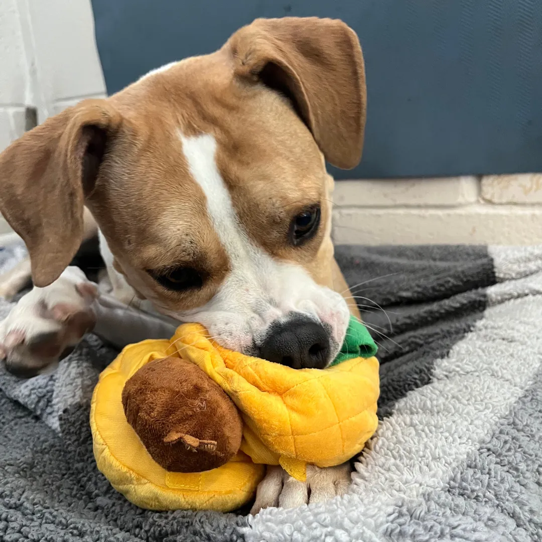 Pineapple Puzzle Hunter Toy