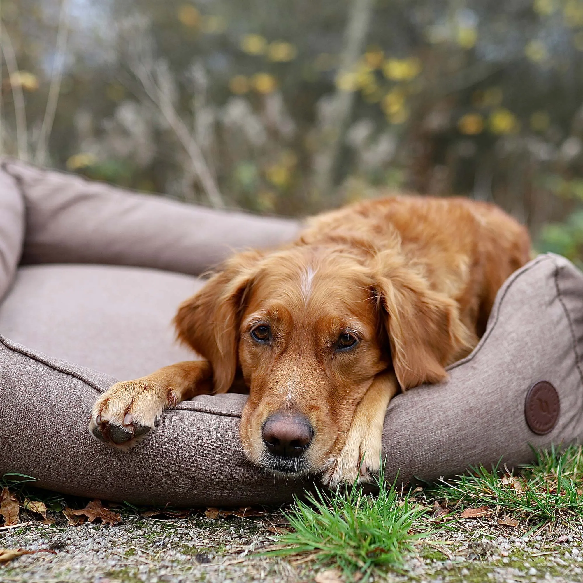 Rocky Dog Bed