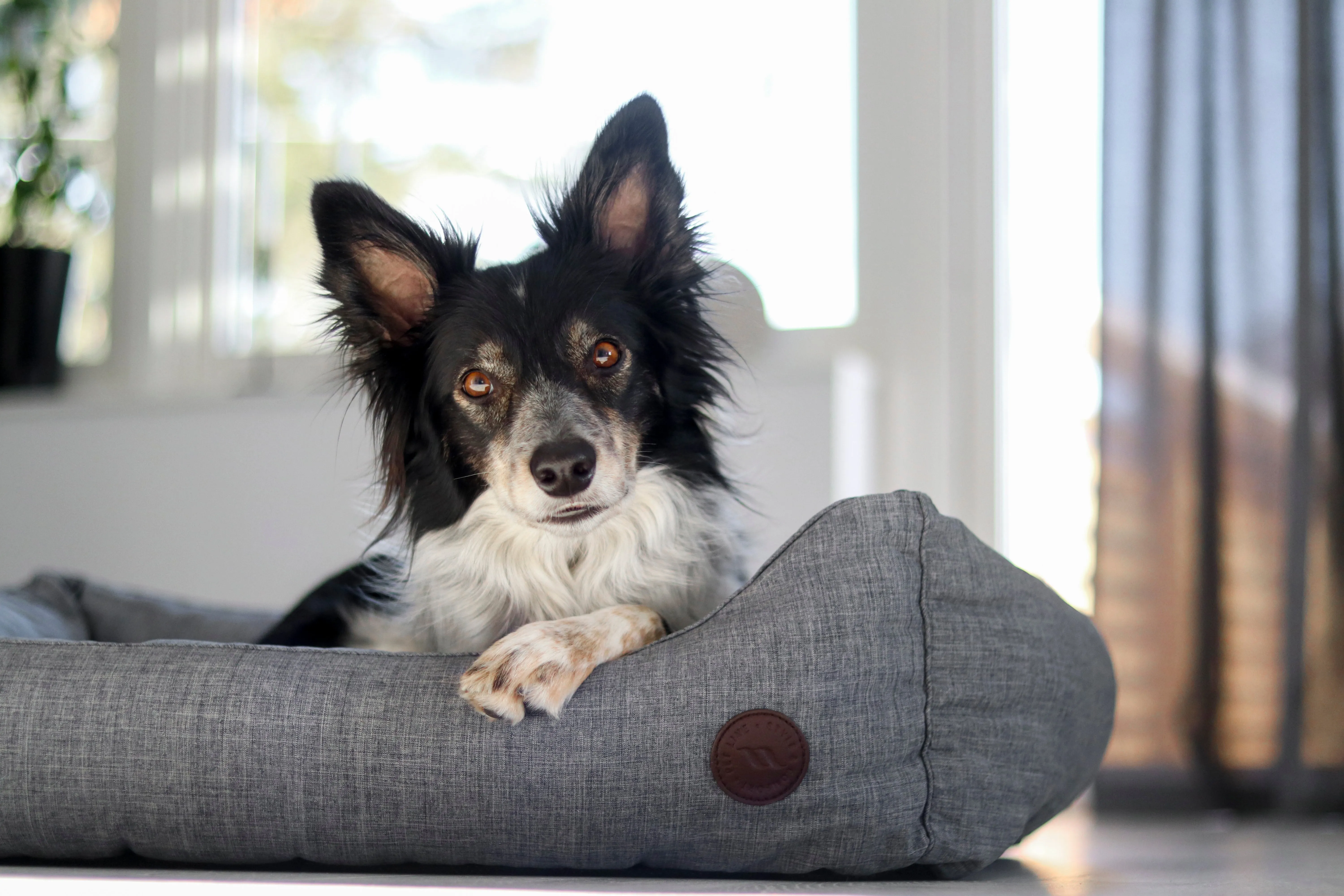 Rocky Dog Bed