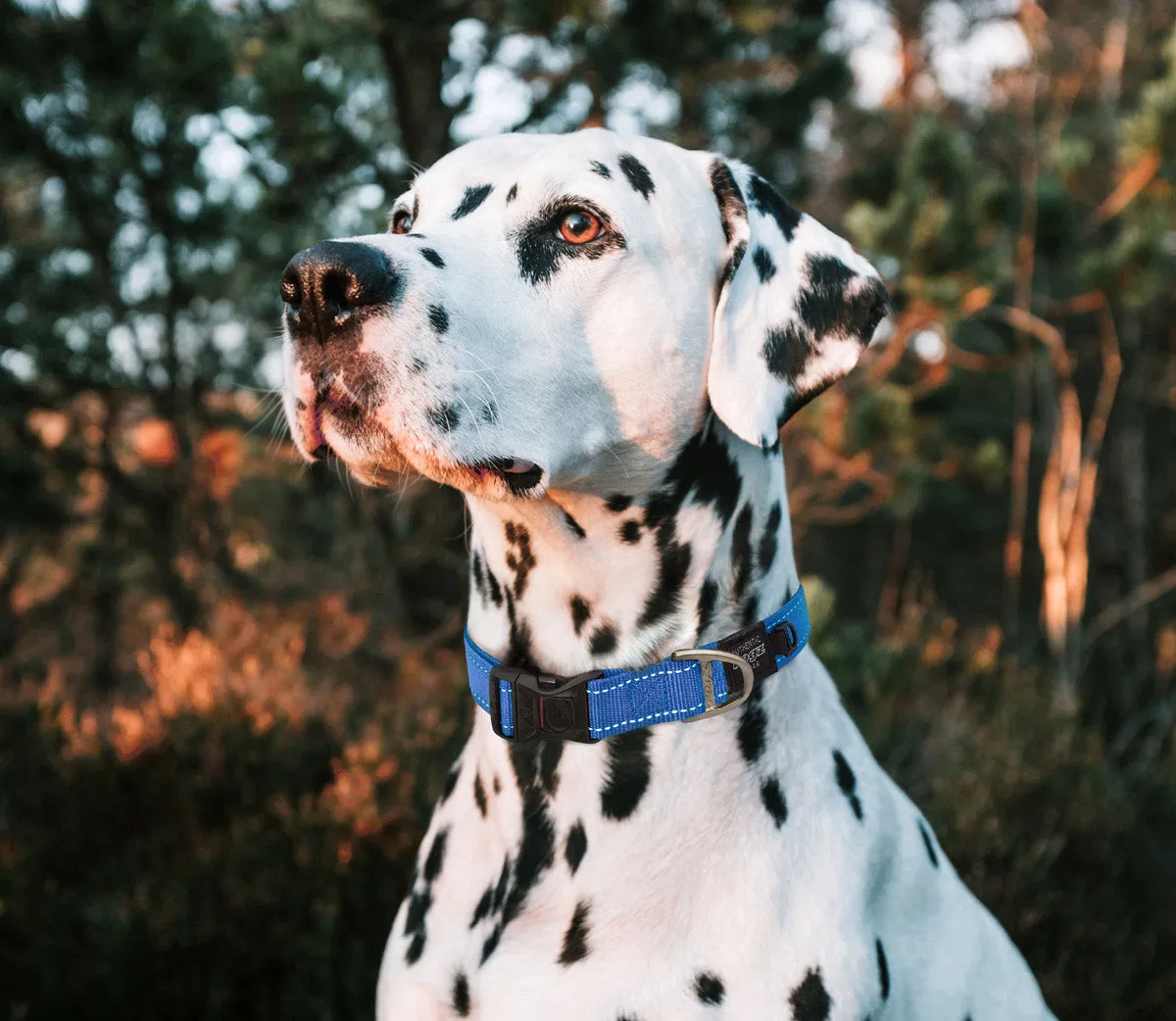 Rogz Classic Reflective Collars DayGlo