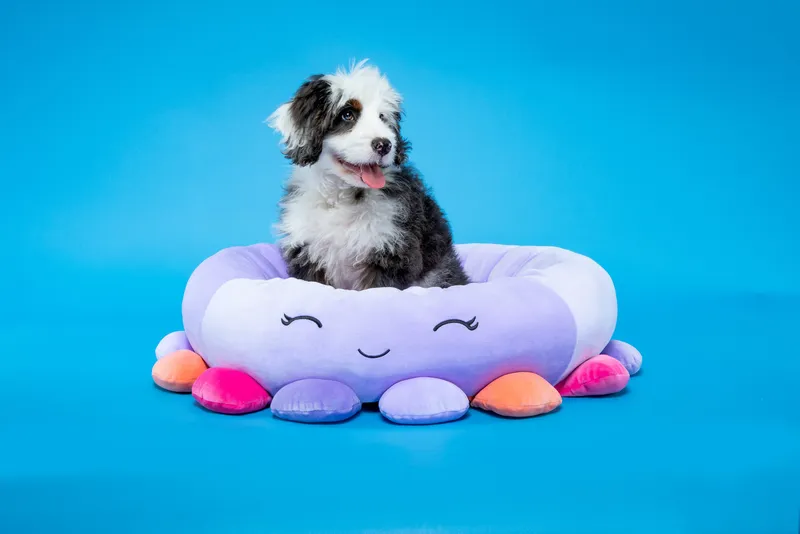 Squishmallows Pet Bed Beula Octopus 24 Inch Med